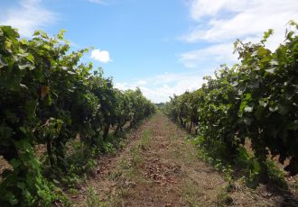 Carmelo: a região vinícola do Uruguai que vai ganhar o seu coração