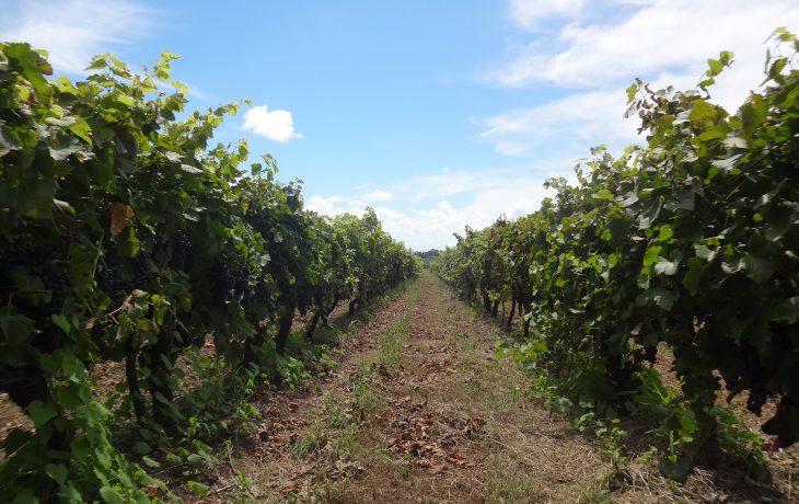 Carmelo: a região vinícola do Uruguai que vai ganhar o seu coração