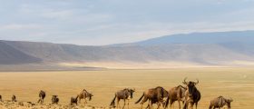 Tanzânia: Roteiro de Safári na Cratera de Ngorongoro