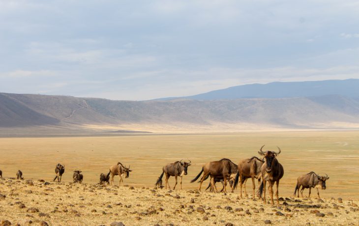Tanzânia: Roteiro de Safári na Cratera de Ngorongoro