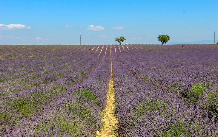 Como é visitar os campos de lavanda da Provence?